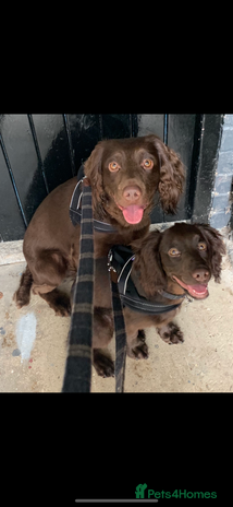 Cocker Spaniel dogs Gorgeous chocolate working cocker boys - Advert 1