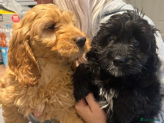 Cavapoo dogs Cavapoo puppies - Advert 1