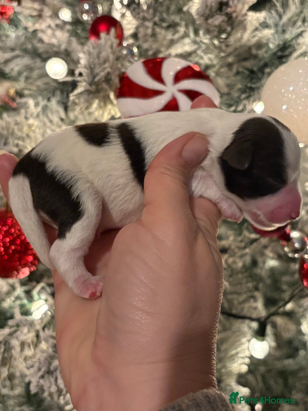 Miniature Schnauzer dogs for sale: Chocolate & Tan, Wheaten Parti Mini Schnauzers - Advert 10