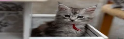 Maine Coon cats for sale: READY NOW GCCF Registered Maine Coon Kittens - Advert 26