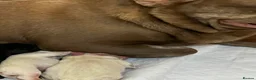 French Bulldog dogs for sale: Pink Fluffy Choc and Tan French Bulldog Puppies - Advert 16