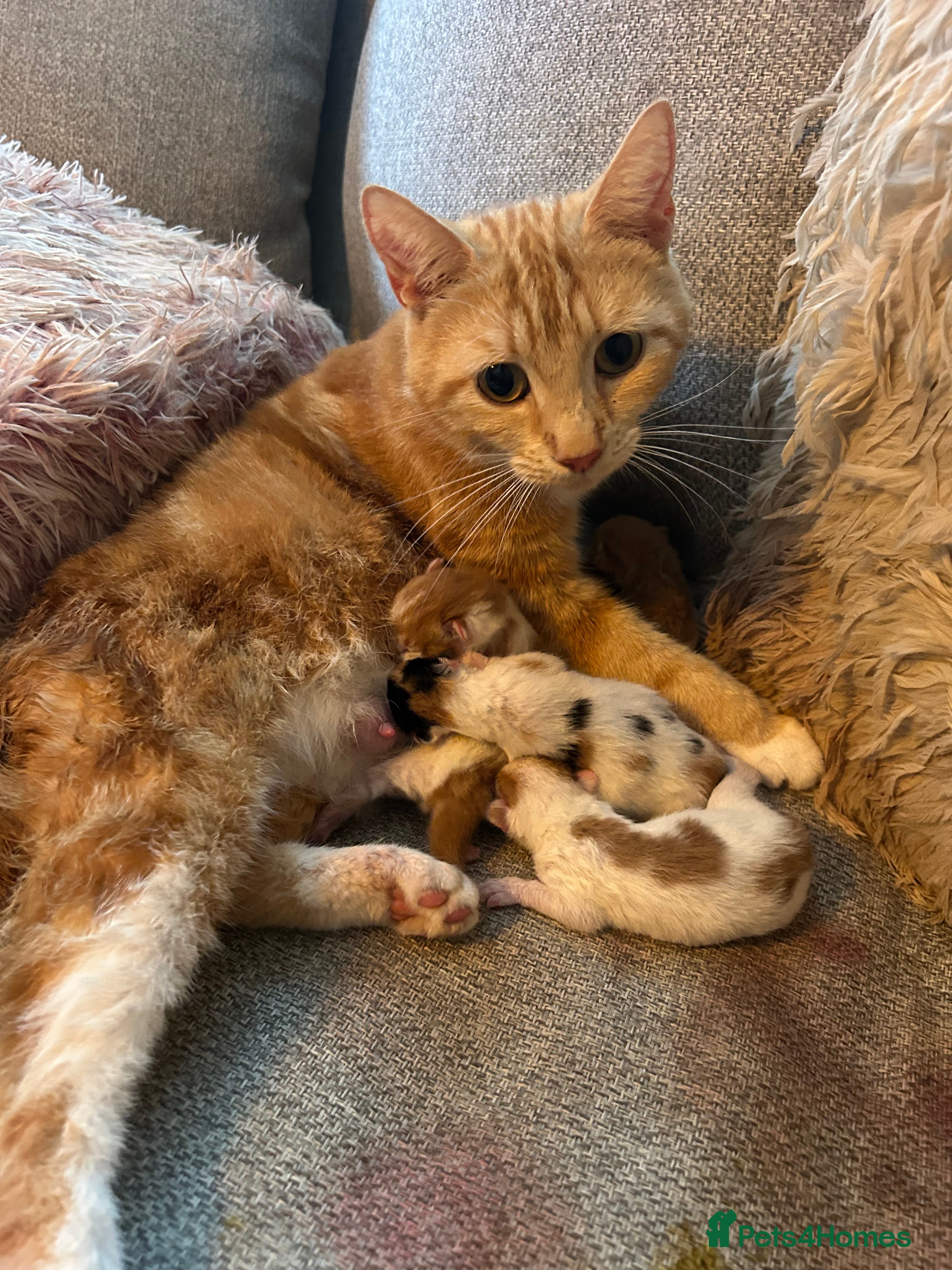 European cats 🐱🧡 Beautiful Ginger Kittens for Sale 🧡🐱 - Advert 2