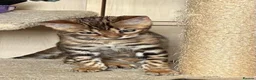 Bengal cats for sale: Male Bengal Kittens for sale - Advert 23
