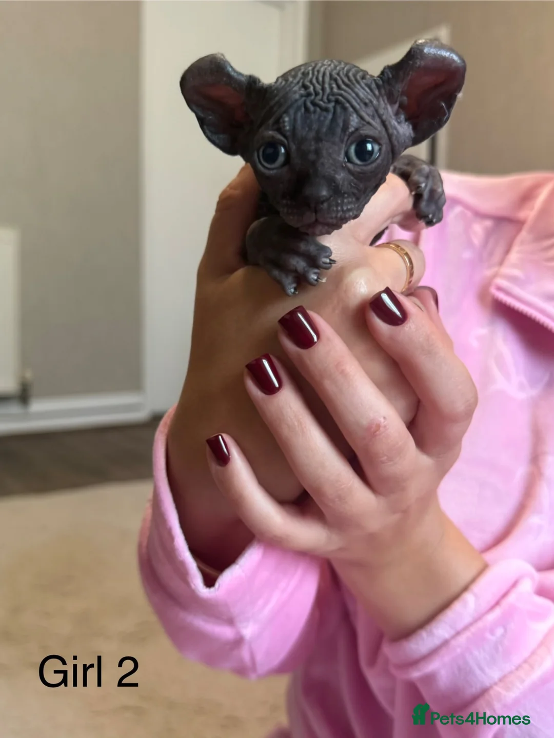 Sphynx cats for sale: Beautiful Canadian Sphynx  - Advert 19