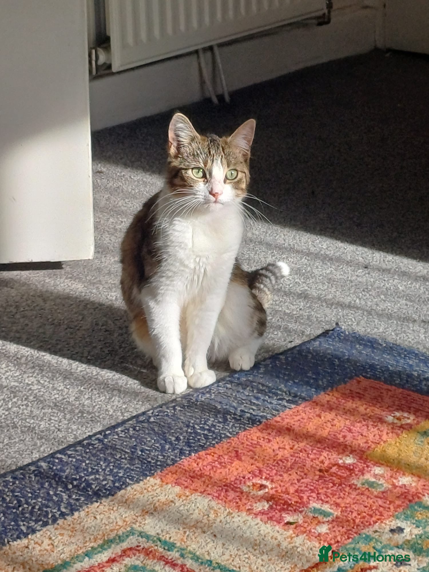 Domestic Shorthair cats Friendly Domestic Shorthair Cat for sale - Advert 4