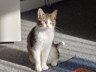 Domestic Shorthair cats Friendly Domestic Shorthair Cat for sale - Advert 1