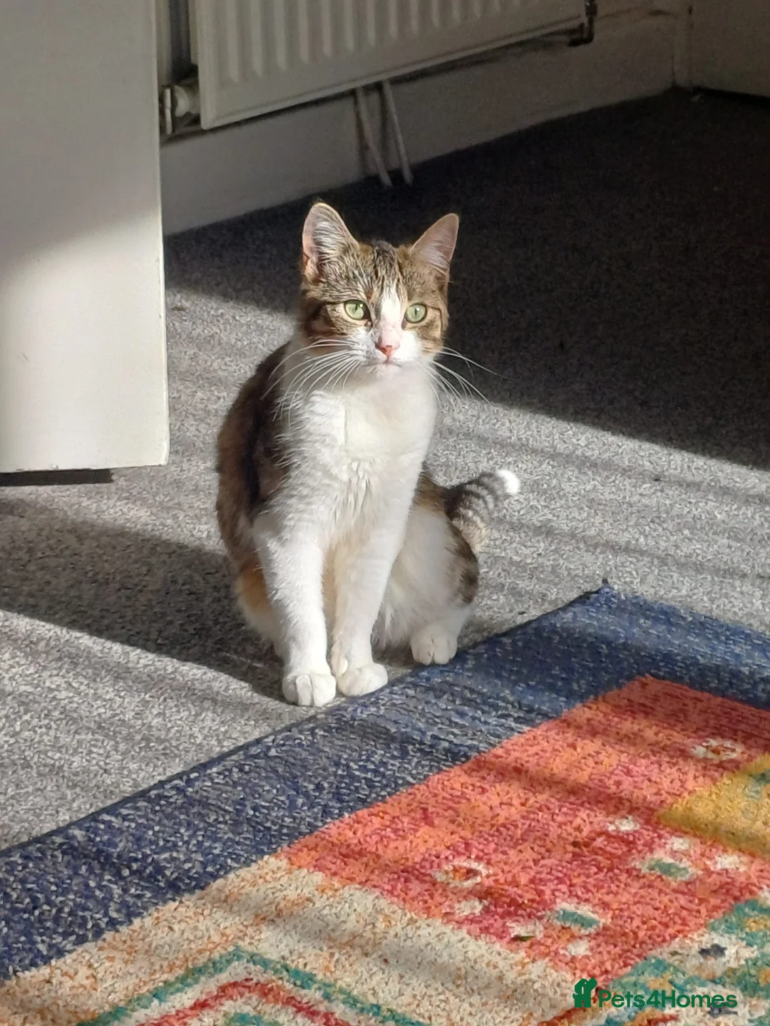 Domestic Shorthair cats for sale: Friendly Domestic Shorthair Cat for sale - Advert 1