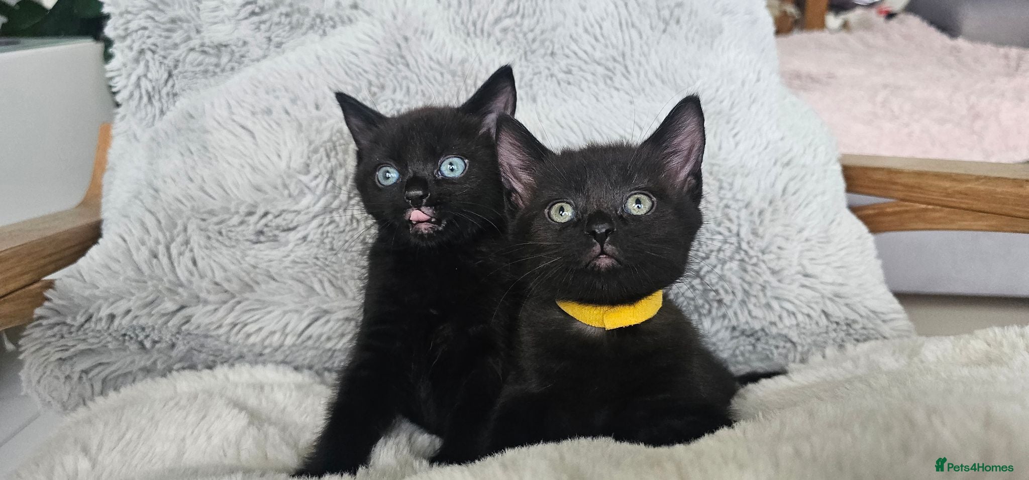 Russian Blue cats Gorgeous pure black kittens / mum is Russian Blue - Advert 1