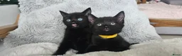 Russian Blue cats for sale: Gorgeous pure black kittens / mum is Russian Blue - Advert 3