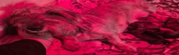 Miniature Dachshund dogs for sale: Wire haired Miniature dachshunds  in Shrewsbury - Advert 1