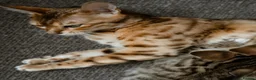 Mixed Breed cats for sale: 6 Half Bengal Kittens £200-£300 - Advert 9