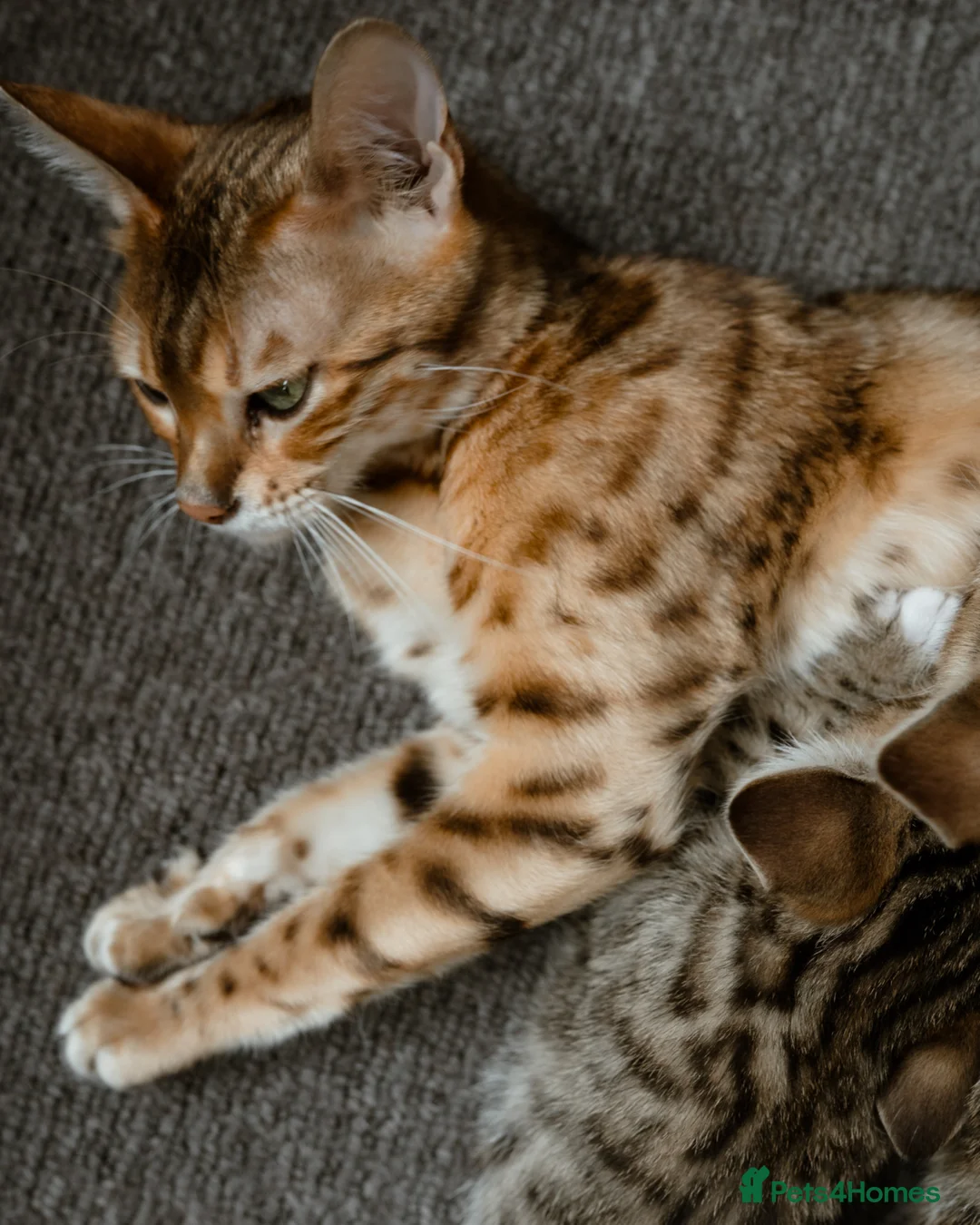 Mixed Breed cats for sale: 6 Half Bengal Kittens £200-£300 - Advert 9