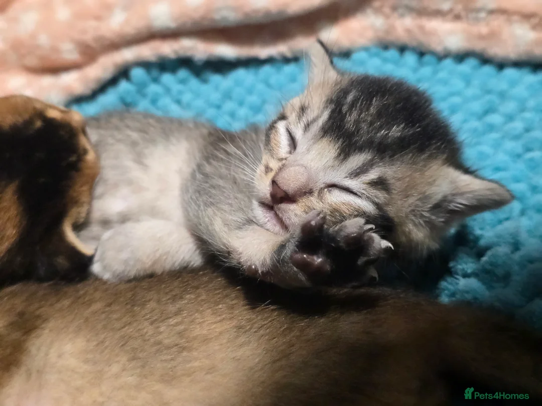 Abyssinian cats for sale: Stunning Kittens – Not to Miss - Advert 10