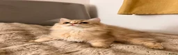 British Longhair cats for sale: Adorable GCCF British LH & SH Kittens - Advert 23