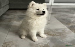 Samoyed dogs for sale: Adorable puppies for sale! - Image 2