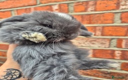 Mini Lop rabbits for sale: Ready to leave 24th September  - Image 4