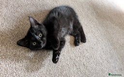 British Shorthair cats for sale: 2 female kittens available  - Image 3