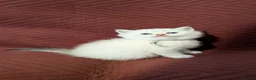 British Shorthair cats for sale: Pure British Shorthair kitchen ❤️ - Advert 3