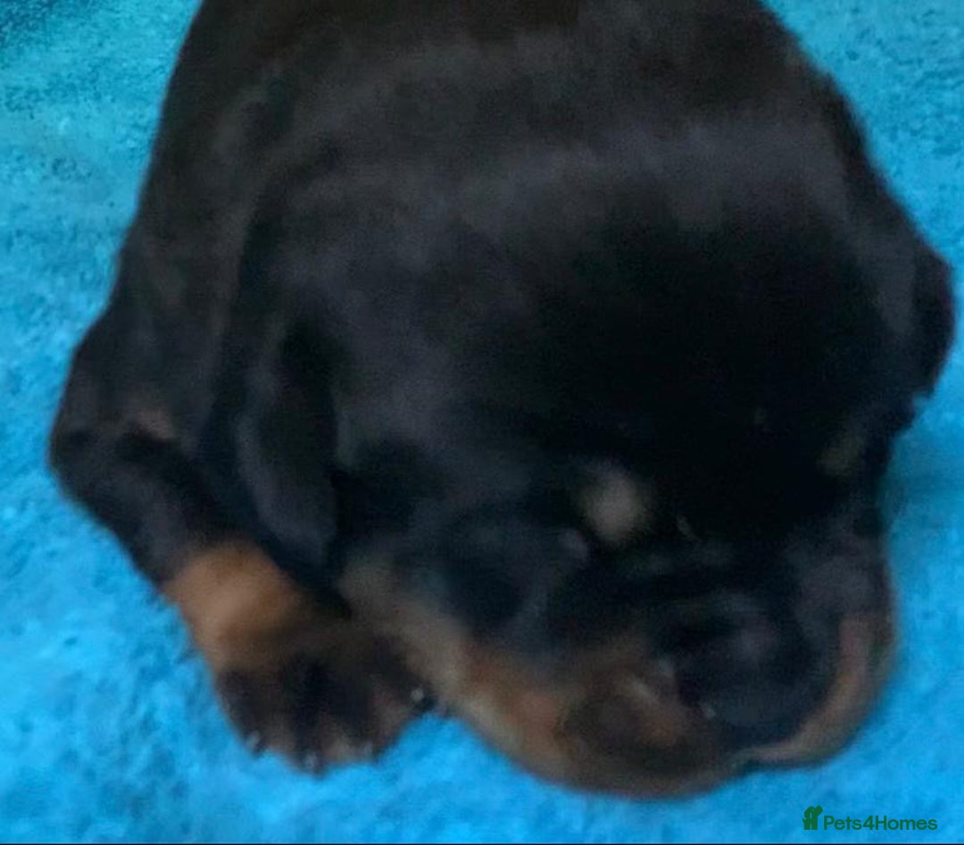 Rottweiler dogs for sale: Proper big old fashioned Rottie  pups ready now  - Advert 29