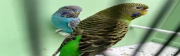 Budgerigars birds for sale: Black face with black wing split bf/bw pair  - Advert 4