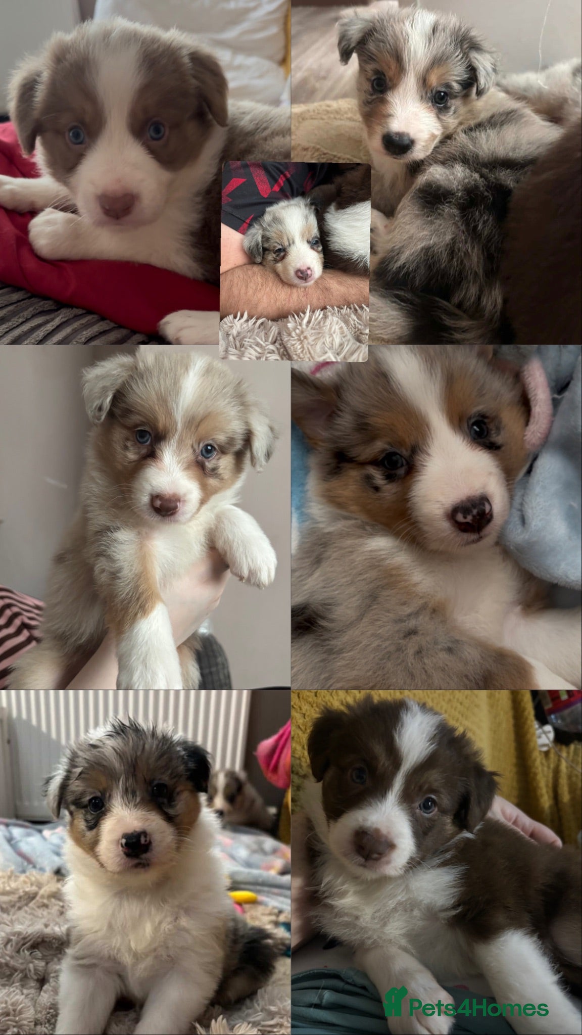 Border Collie dogs Beautiful litter of 7 Border Collies  - Advert 17
