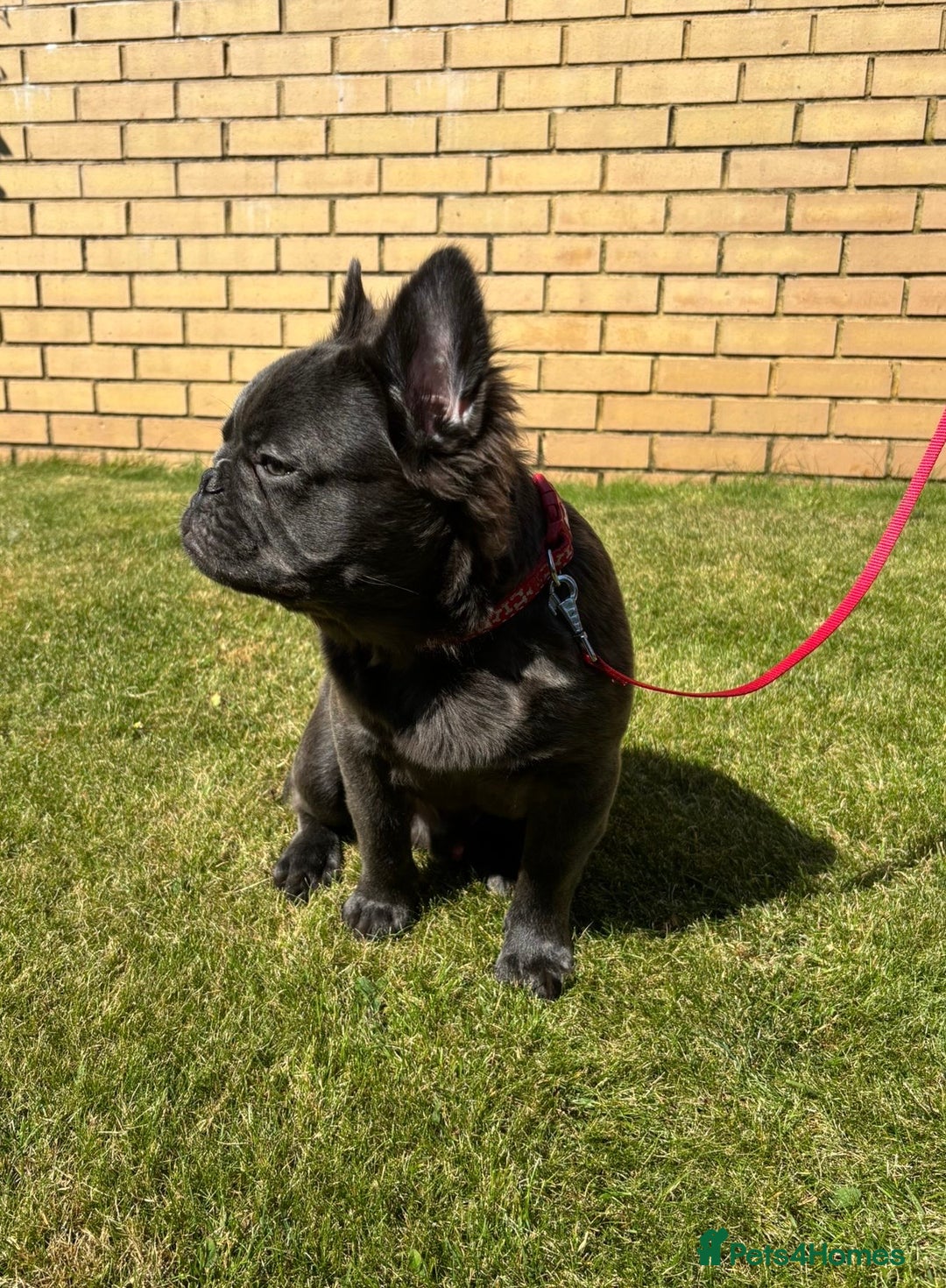 French Bulldog dogs for sale: REDUCED to £1000!!!Fluffy Frenchies in Edinburgh - Image 3