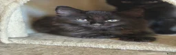 Mixed Breed cats for sale: 3 beautiful kittens for sale  - Advert 4