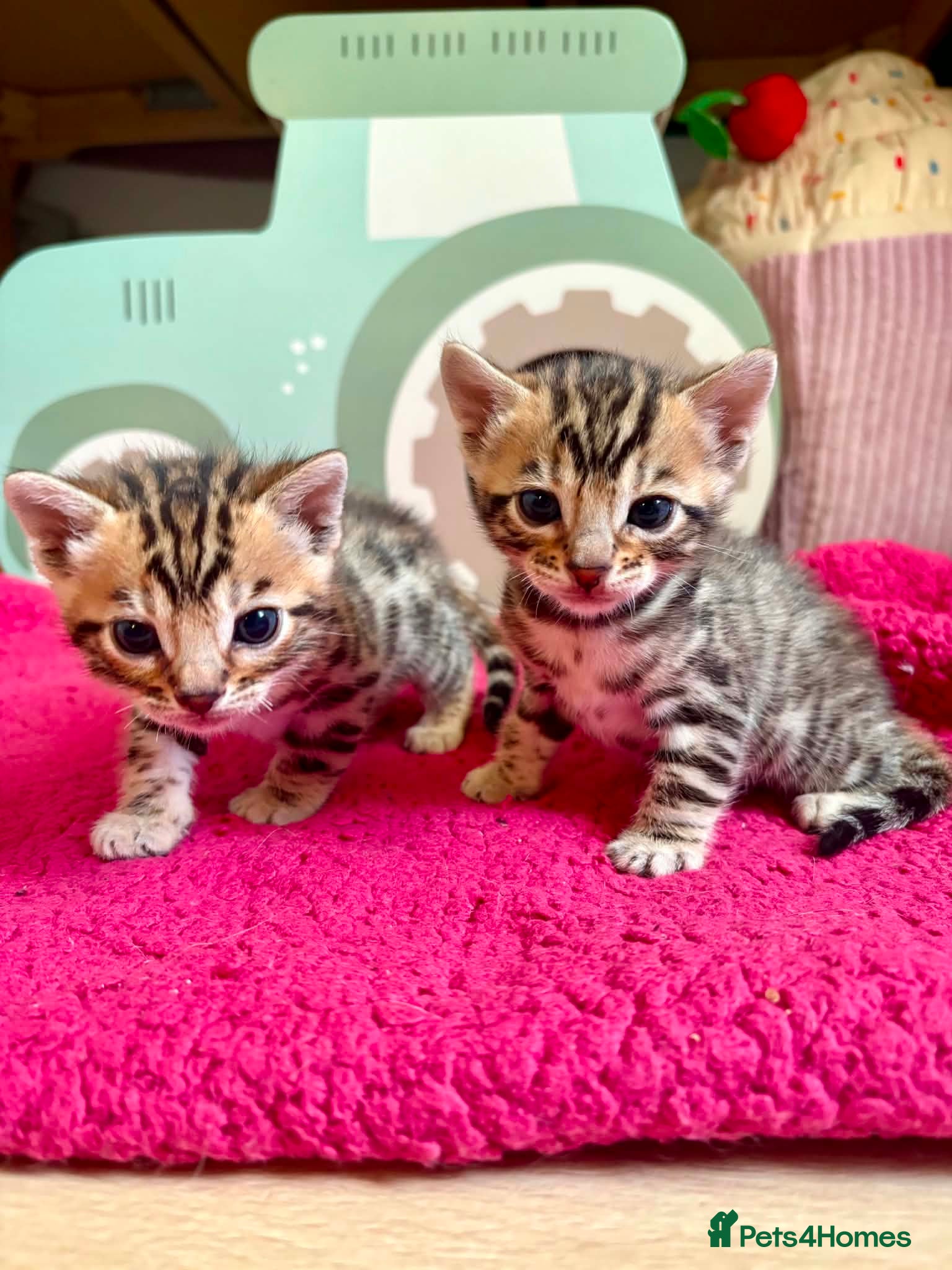 Bengal cats Stunning Bengal Kittens  - Advert 1