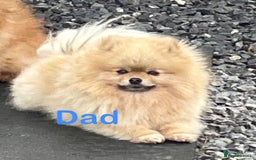 Pomeranian dogs for sale: Pomeranian puppy’s for sale - Advert 9