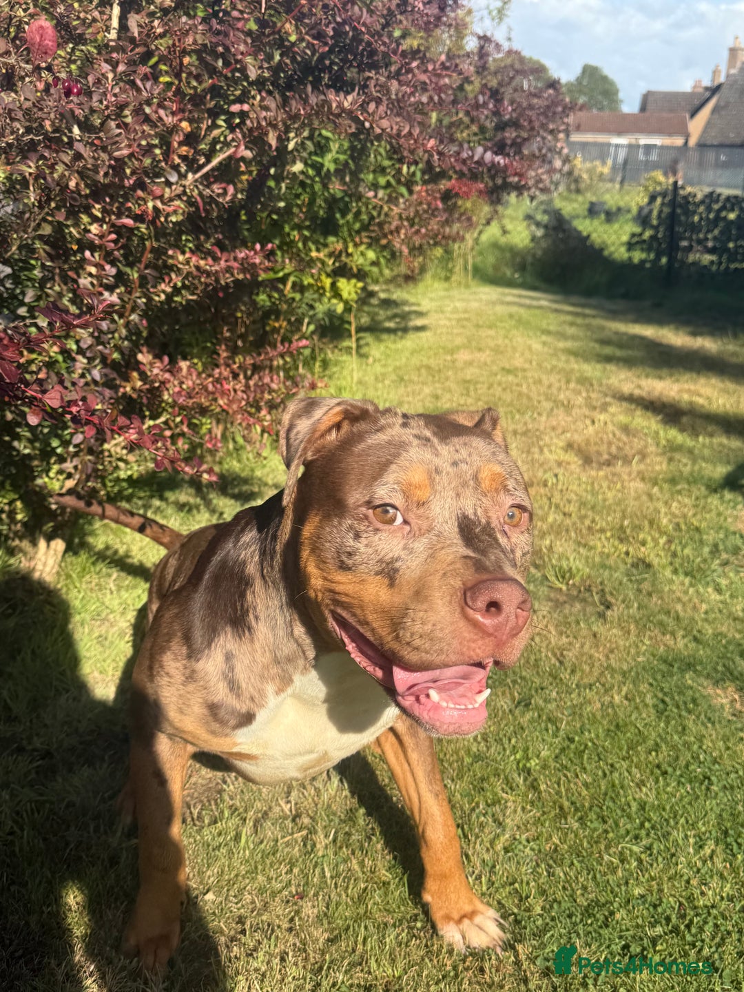 American Bulldog dogs for sale: 11 Month old Chocolate Tri Tweed Merel female - Image 2