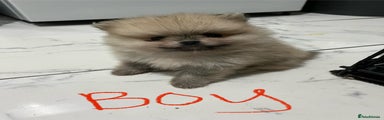 Pomeranian Puppy 1