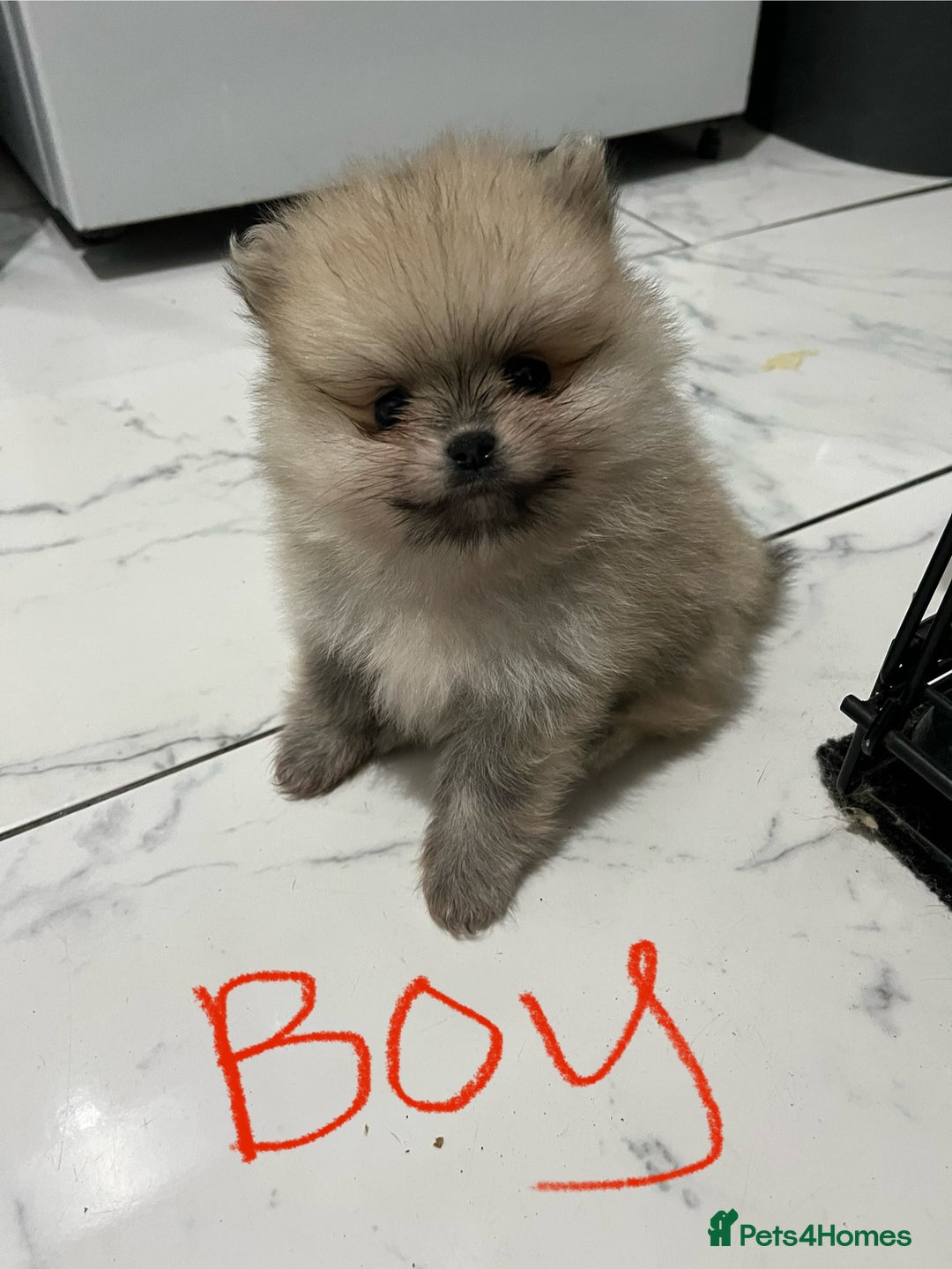 Pomeranian dogs for sale: 2 beautiful Pomeranian puppies - Advert 4