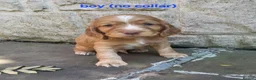 Cocker Spaniel dogs for sale: Beautiful working / show cocker spaniel puppies - Advert 10