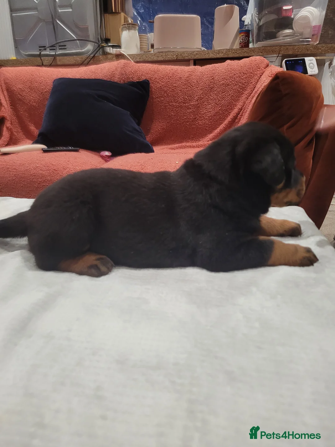 Rottweiler dogs for sale: GIANT ROTTWEILER PUP. PICK OF LITTER FEMALE - Advert 8