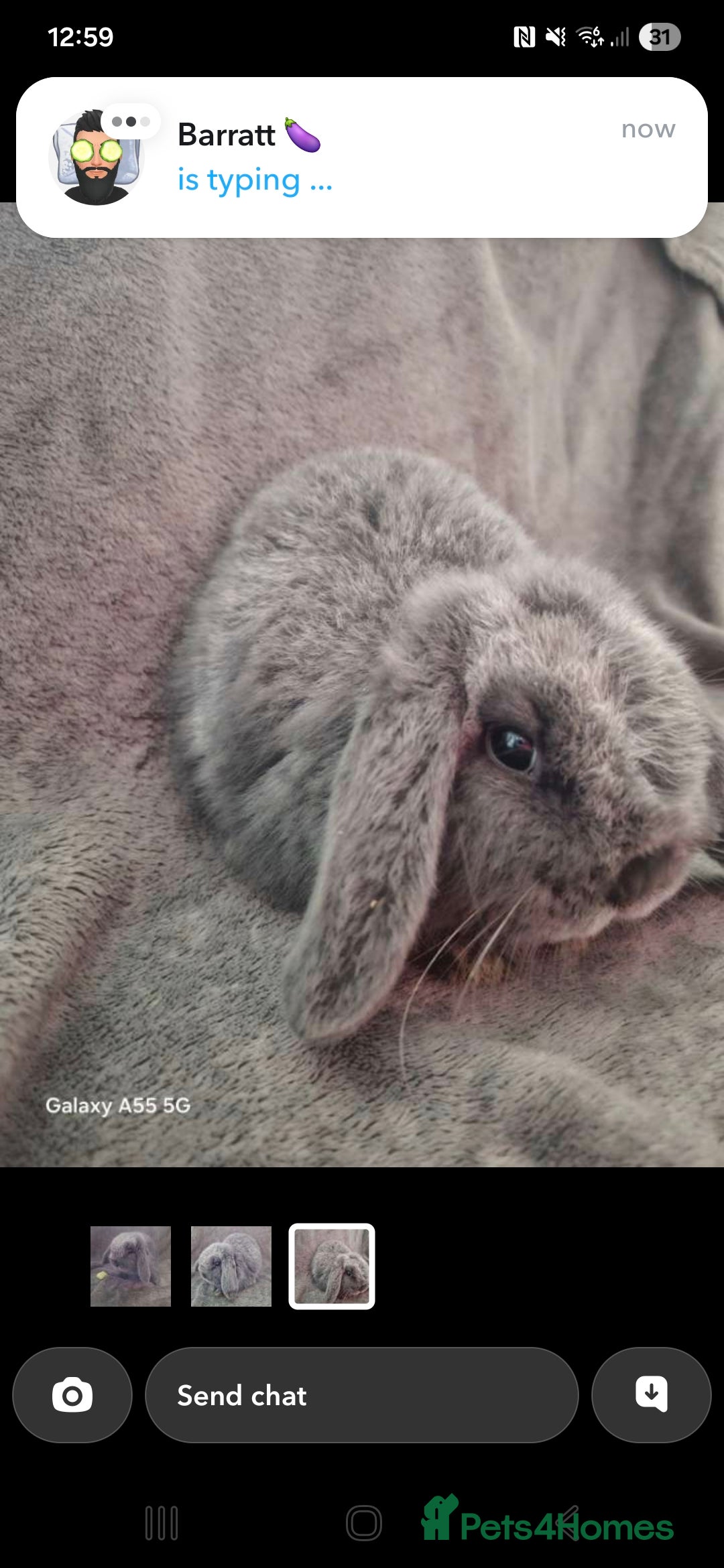 Mini Lop rabbits for sale: Mini lop - Advert 2