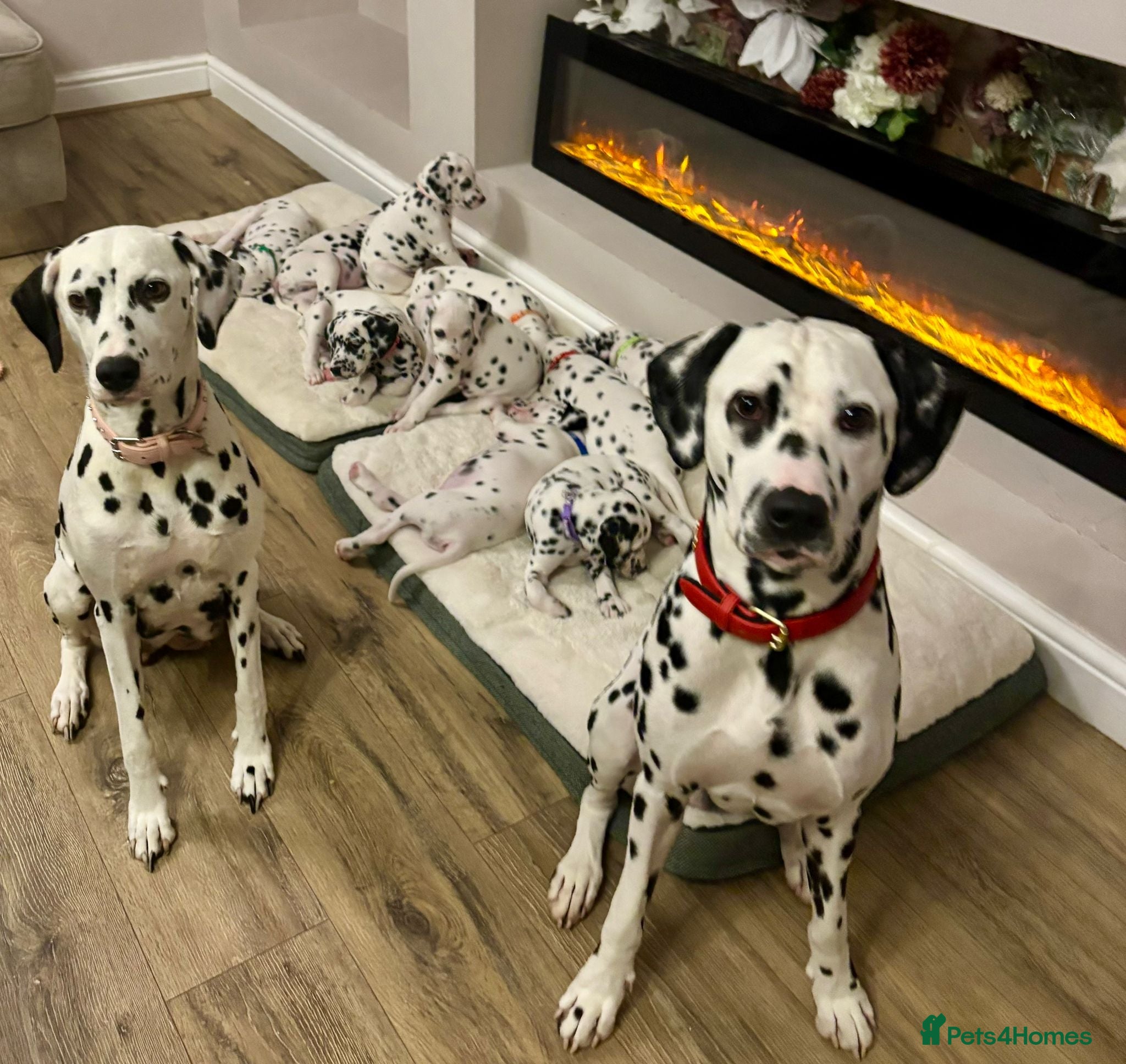 Dalmatian dogs beautiful dalmatian puppies - Advert 7