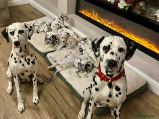Dalmatian dogs beautiful dalmatian puppies - Advert 7