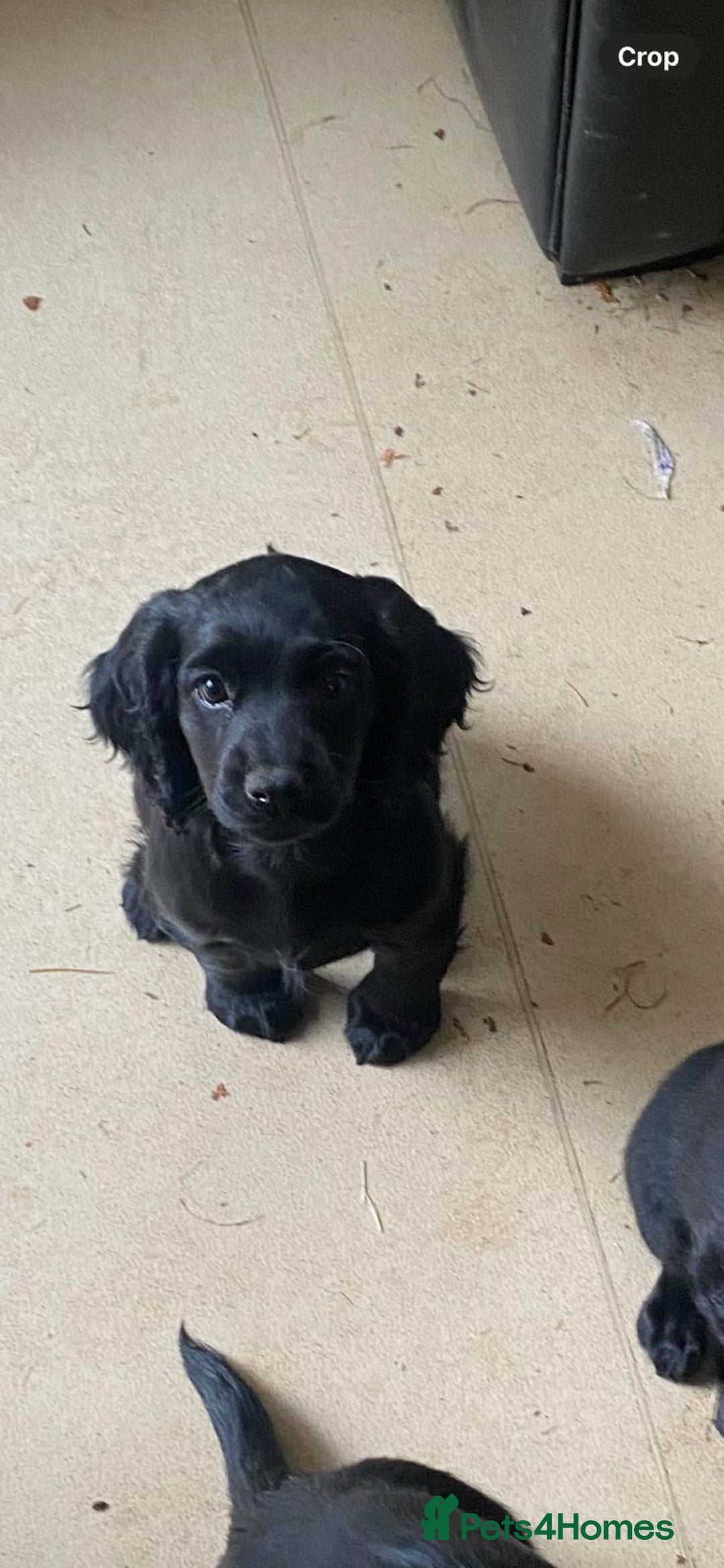 Cocker Spaniel dogs for sale:  Quality Cocker Spaniel Puppy - Image 3