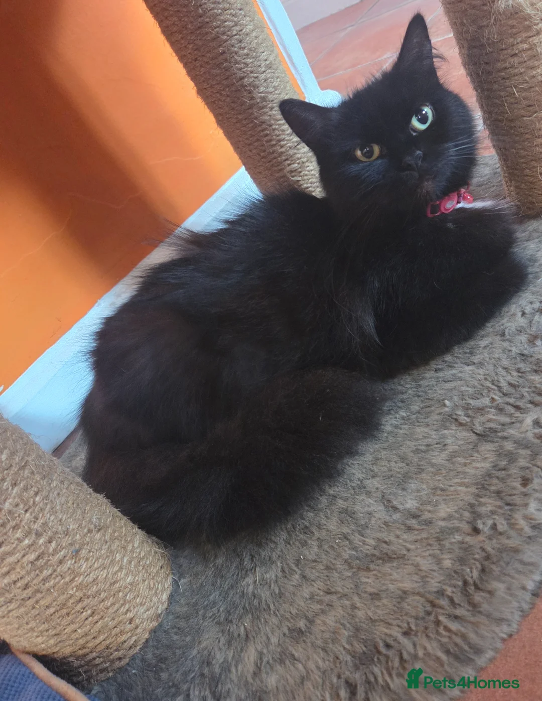 Mixed Breed cats for sale: Beautiful maincoon cross kittens - Advert 29