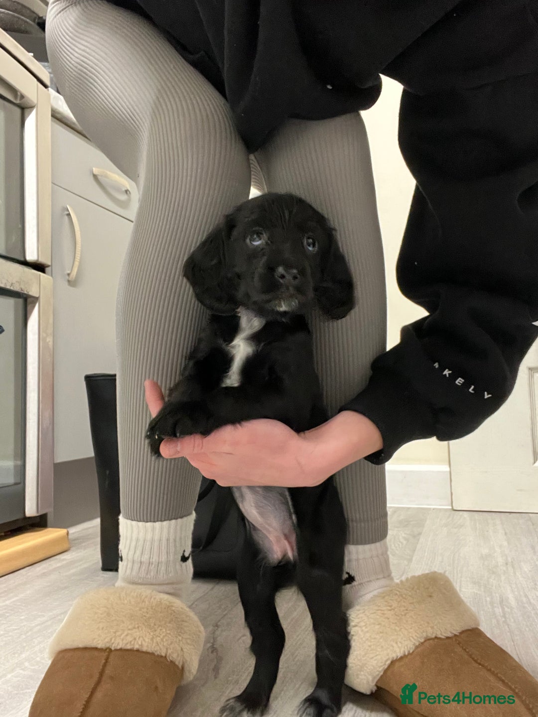 Sprocker dogs for sale: F2 sprockers puppies  - Advert 10