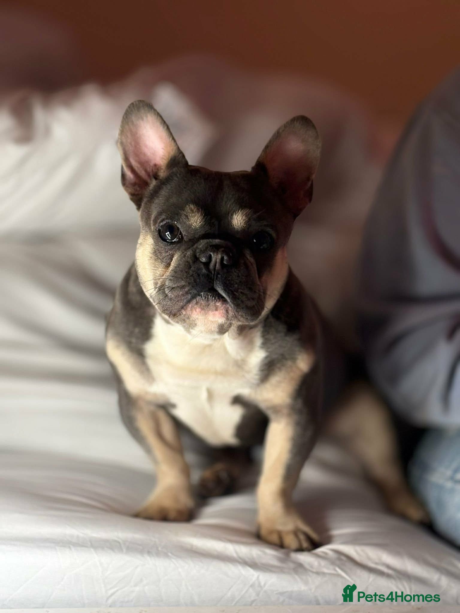 French Bulldog dogs Mini French bulldogs 3 cute puppies, ready now - Advert 4