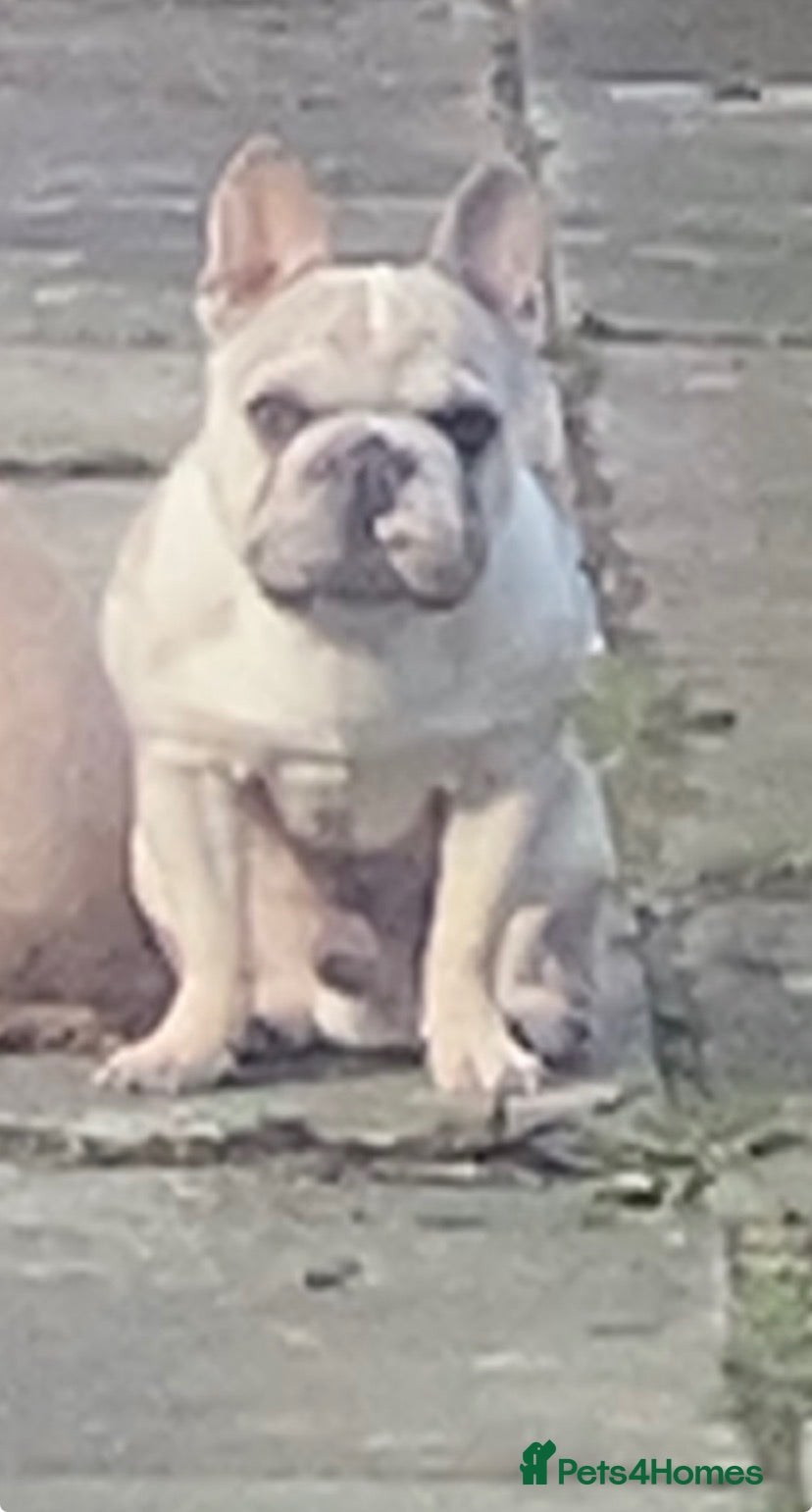 French Bulldog dogs Rehoming simba  - Advert 1