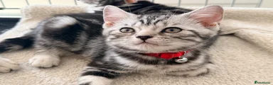 British Shorthair Kitten 3