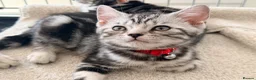 British Shorthair cats for sale: Outstanding GCCF Champion BSH Silver Tabby Kittens - Advert 33
