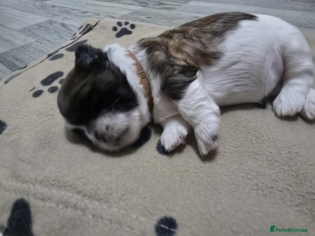 Shih Tzu dogs for sale: Shih tzu pups - Advert 14