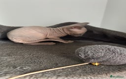 Sphynx cats for sale: Amazing colour Sphynx - Image 34