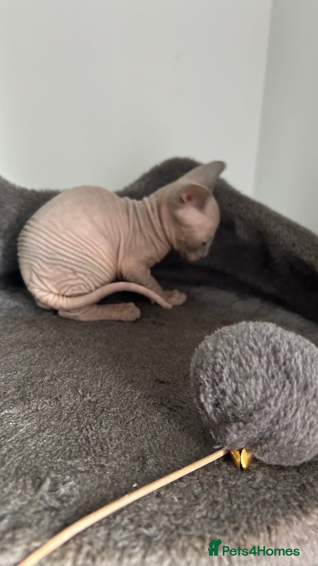 Sphynx cats for sale: Amazing colour Sphynx - Image 34