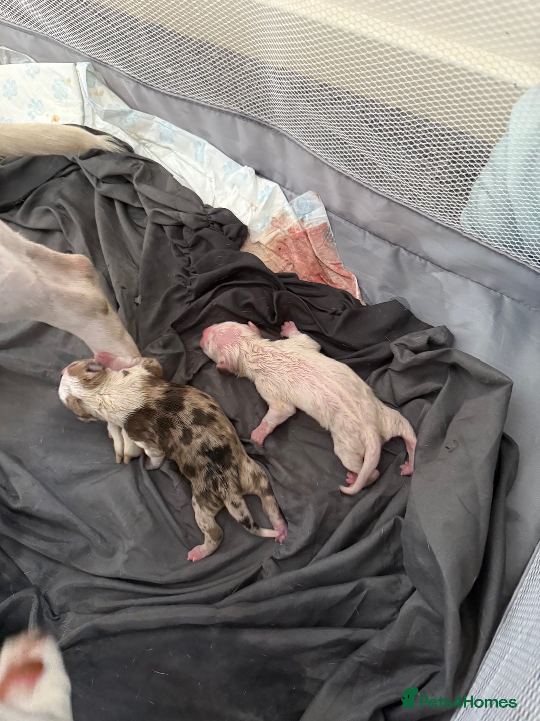 American Bull Staffy dogs for sale: American Bulldog - Image 6