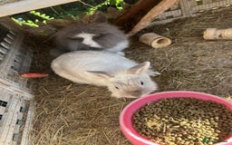 Lionhead rabbits for sale: Free to good home - Image 5