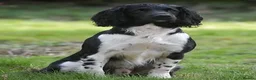 English Springer Spaniel dogs for sale: From DNA Health Tested English Springer Spaniels - Advert 3